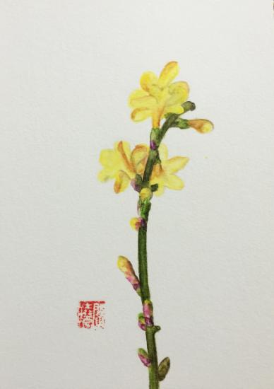 正月迎春花儿黄